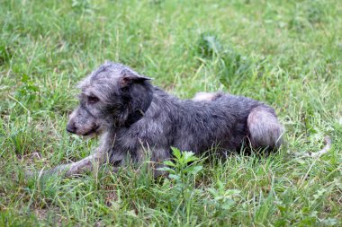 Bir yaz parkta yalancı bir İrlandalı wolfhound