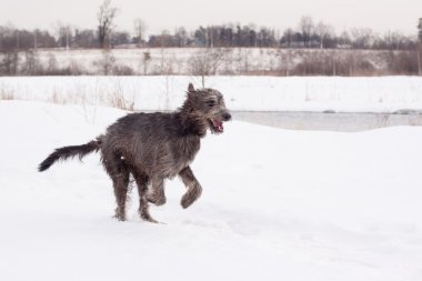 Karla kaplı bir alanda çalışan bir İrlandalı wolfhound