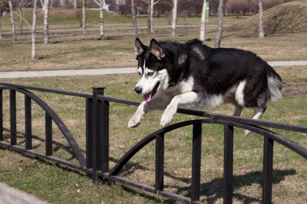Een Husky Springen Zwart Wit Het Park — Stockfoto