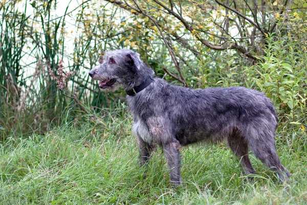 Standing irish wolfhound — Stock Photo, Image