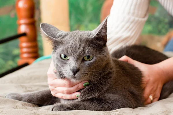 Gray Cat Women Hand — Stock Photo, Image