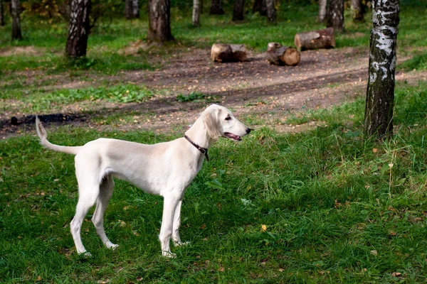 Saluki cucciolo in piedi — Foto Stock
