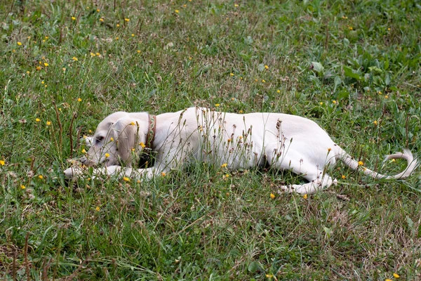 Лежащий щенок — стоковое фото