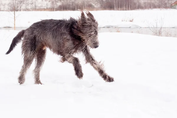 Ein Irischer Wolfshund Läuft Auf Einem Schneebedeckten Feld — Stockfoto