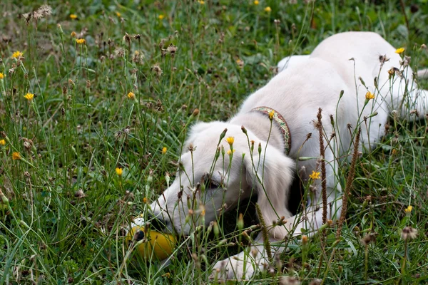 강아지 누워 — 스톡 사진