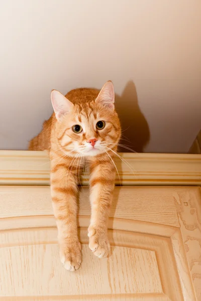 Zázvor mourovatá kočka — Stock fotografie