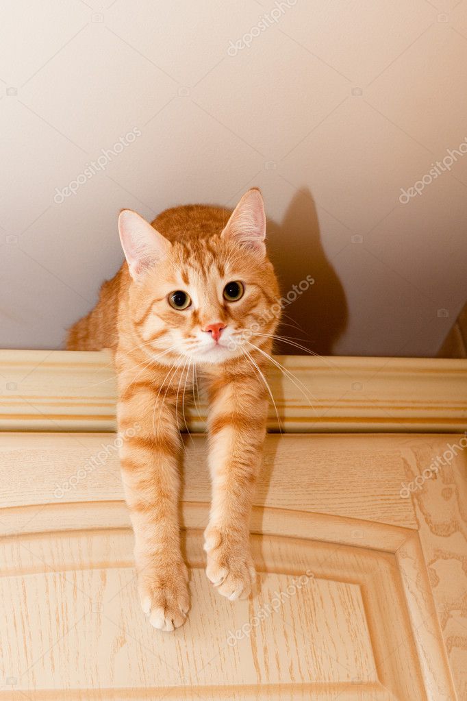 Ginger Tabby Cat Stock Photo By C Foaloce 5026272