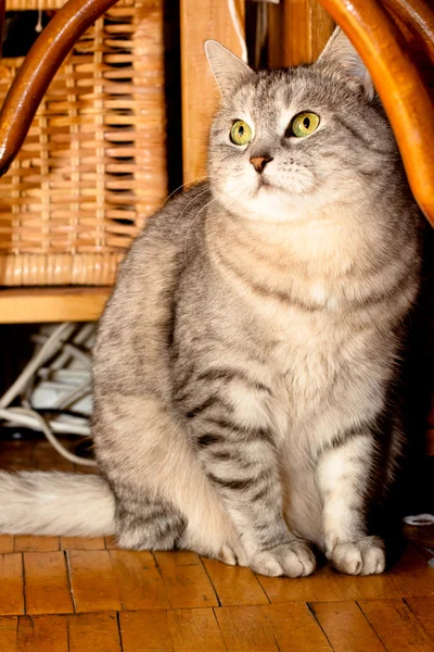 Crey tabby cat — Stock Photo, Image