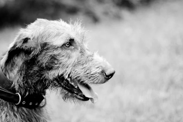 Portrait of irish wolfhound Rechtenvrije Stockfoto's
