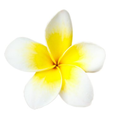 Tropical flower frangipani clipart