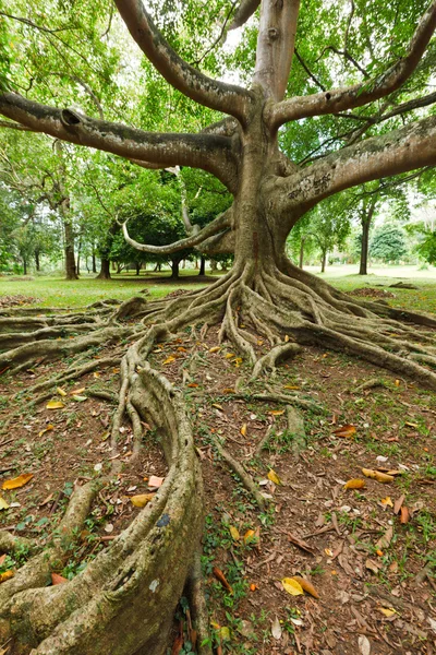 Ağaç kökleri — Stok fotoğraf