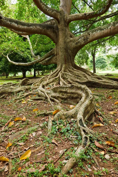 Racines d'arbres — Photo