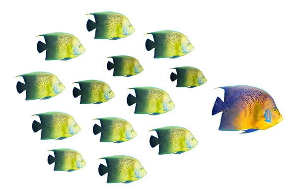 リーダーシップの概念 - 熱帯魚の学校の主要なビッグ ・ フィッシュ — ストック写真