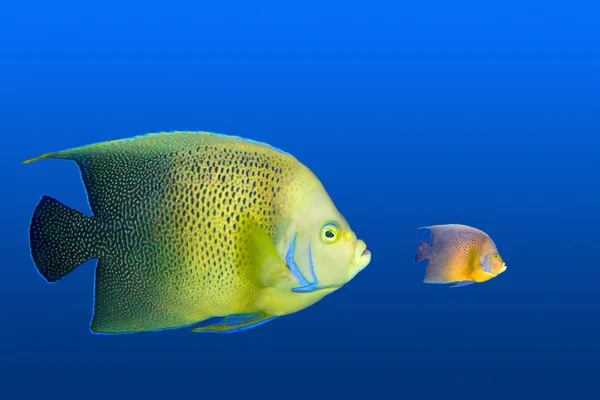 Рыбы-ангелы (тропические рыбы) в изолированном аквариуме — стоковое фото