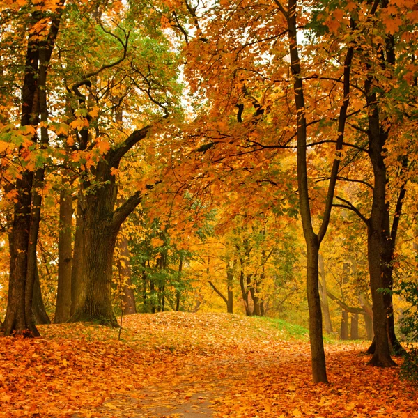 Dolina w parku jesień — Zdjęcie stockowe
