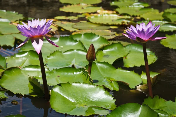 Lila lotusväxter — Stockfoto