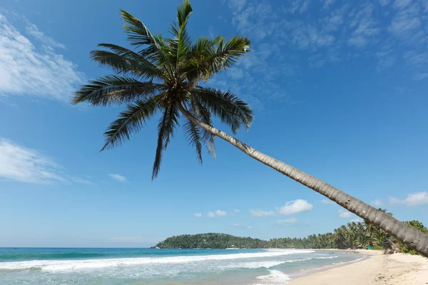 田园诗般的海滩和棕榈。斯里兰卡 — 图库照片