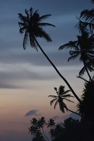 Tropikalny zachód słońca na plaży z palmami. — Zdjęcie stockowe