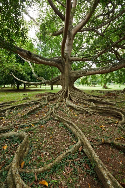 Ρίζες δέντρων — Φωτογραφία Αρχείου