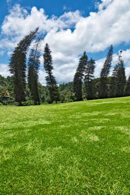 Crooked Cook Pines (Araucaria columnaris) in Peradeniya Botanical Gardens clipart