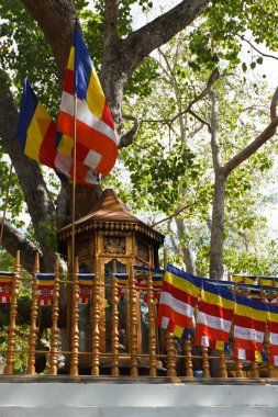 Sri maha bodhi ağacı