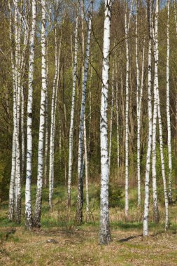 Birch grove clipart