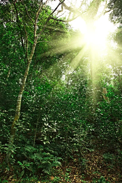 Solljus i tropisk djungel skog — Stockfoto