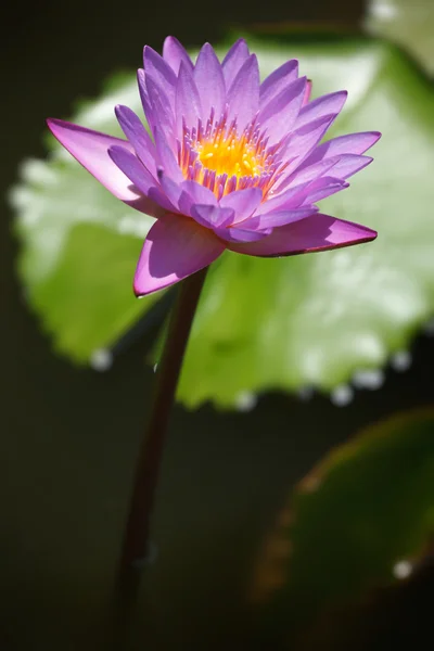 Purple lotus närbild — Stockfoto
