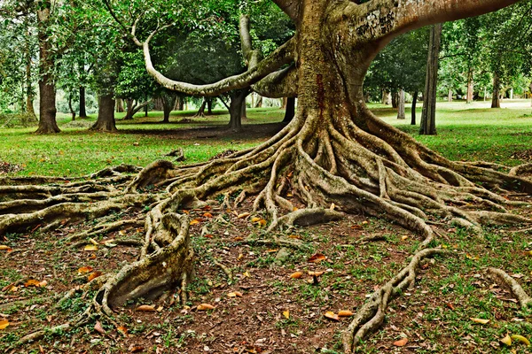 Raíces de árboles — Foto de Stock