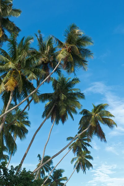 在天空中的棕榈树 — 图库照片