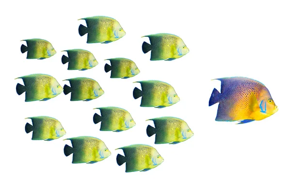 stock image Leadership concept - big fish leading school of tropical fishes