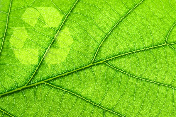 葉の上のシンボルのリサイクル — ストック写真