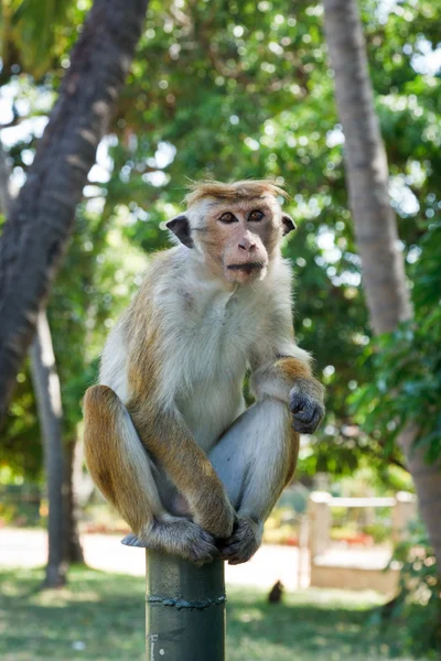 长尾的猕猴 — 图库照片