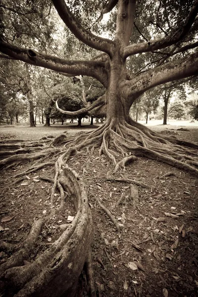 Raíces de árboles — Foto de Stock