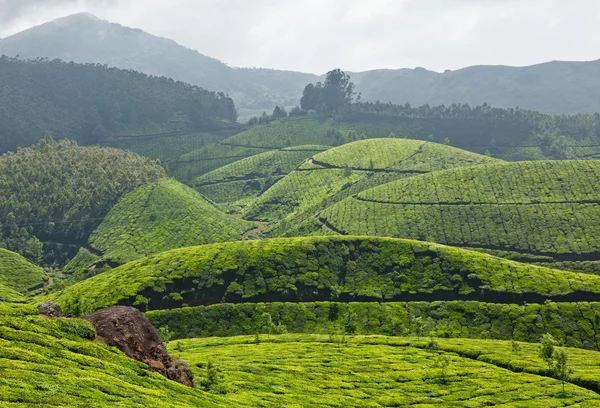 Tea plantations — Stock Photo, Image