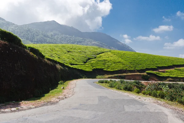 A tea ültetvényeket Road — Stock Fotó