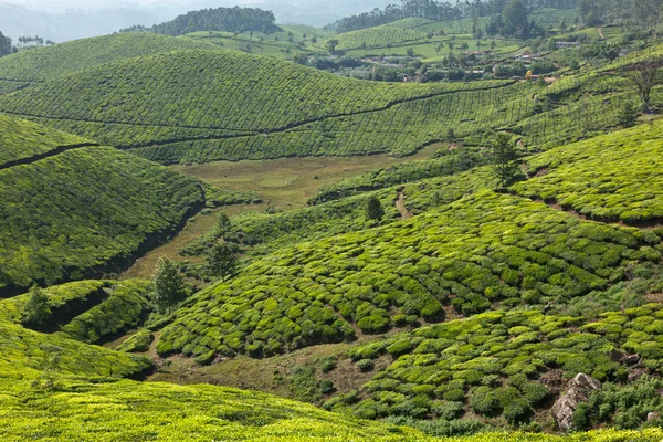 Teeplantagen — Stockfoto