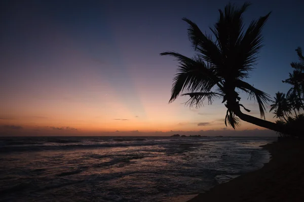 Пальма и океан на закате — стоковое фото