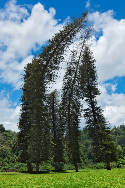 Krokiga Cook Pines (Araucaria columnaris) — Stockfoto