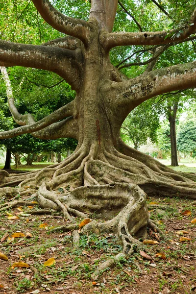 Kořeny stromů — Stock fotografie
