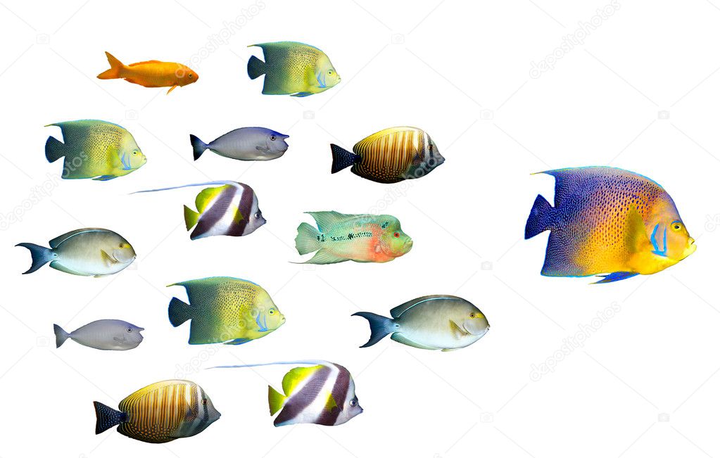 Leadership concept - big fish leading school of tropical fishes