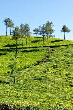 çay tarlaları