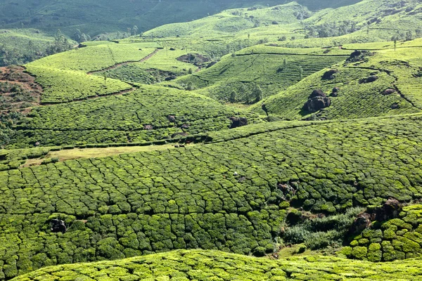 Çay tarlaları — Stok fotoğraf