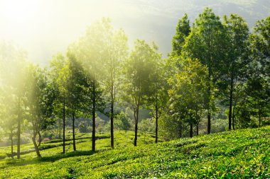 çay tarlaları