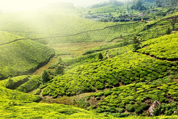 Чайные плантации — стоковое фото