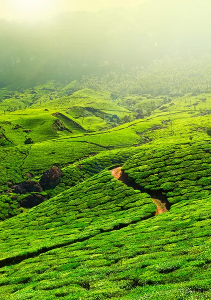stock image Tea plantations