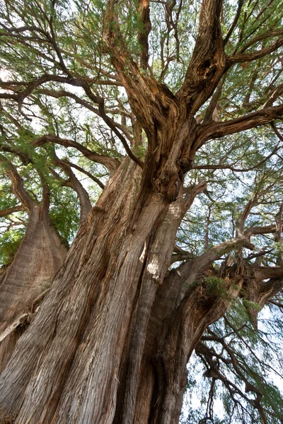 Tule tree in Mexico — Stock Photo, Image