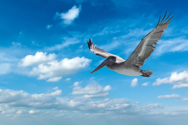 Brown Pelican — Stock Photo, Image