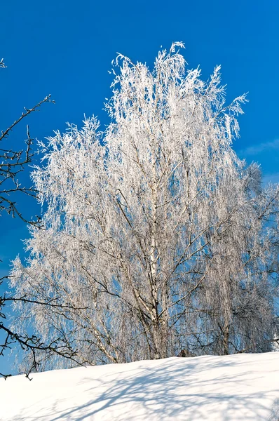 흰 서 리에 나무 — 스톡 사진