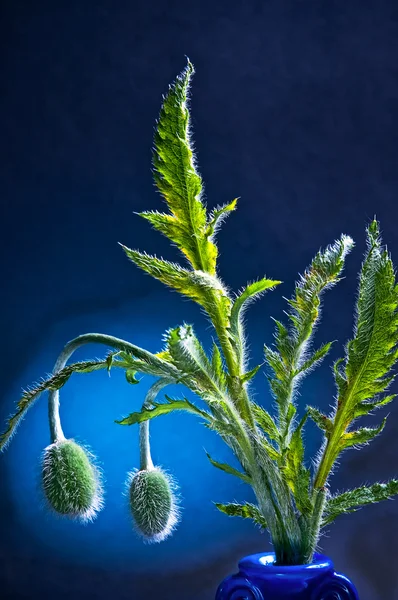 haşhaş bud